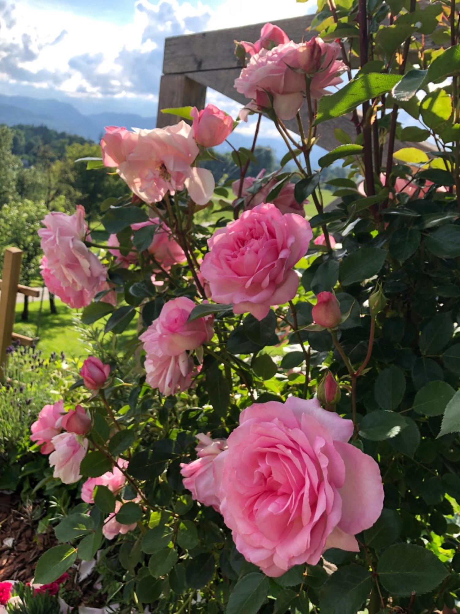 Apartma Rosa Spodnji Otok Luaran gambar